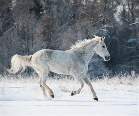 Winter Riding Lesson Ideas - Horse Riding Lesson Plans & Summer Camp Curriculum