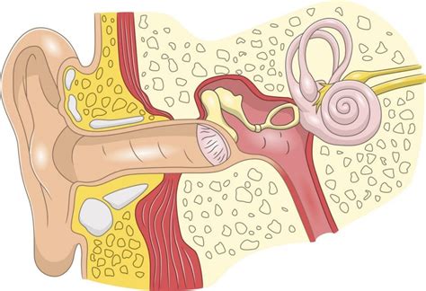 The Bones of the Ear - Facty Health