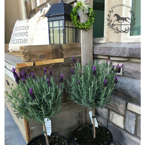 Spanish Lavender Standard Topiary - Lavender Plant