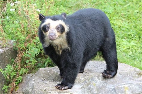 Spectacled Bear - Natural History on the Net