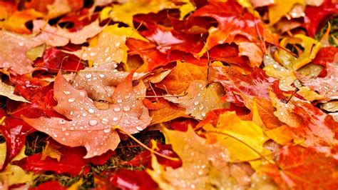 Fall Leaves Wallpapers - Top Free Fall Leaves Backgrounds - WallpaperAccess