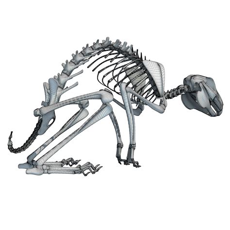 Rabbit Skeleton | 3D Animals – 3D Horse