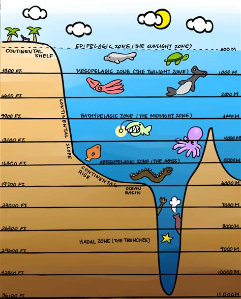 Layers of the Ocean Reference by thebrittanylee | Layers of the ocean, Ocean science, Marine biology