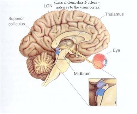 Human Anatomy: Superior Colliculus and its Functions