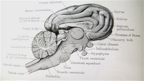 6. Pig Anatomy: Pig Brain Diagram | Quizlet