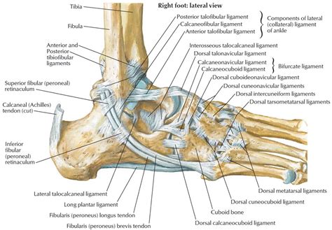 Diagram Of Ankle Bones