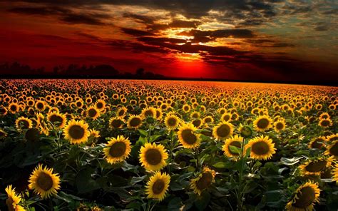 Sunflowers At Sunset Wallpapers - Wallpaper Cave