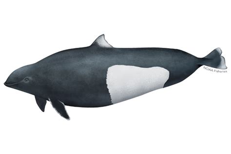 Dall’s Porpoise | NOAA Fisheries