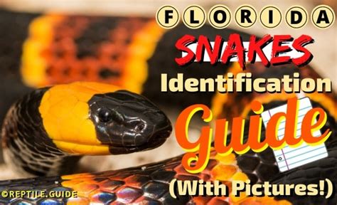 Florida Snakes Identification Guide [With Pictures]