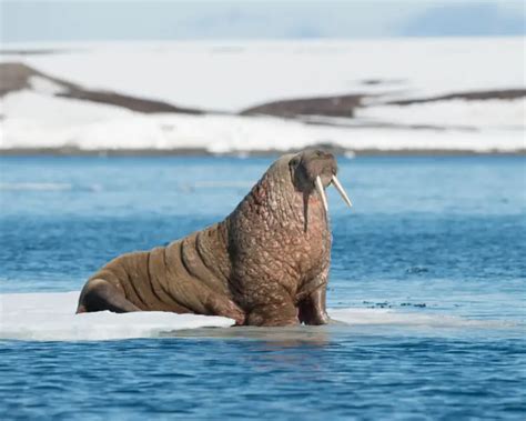 Walrus - Facts, Diet, Habitat & Pictures on Animalia.bio