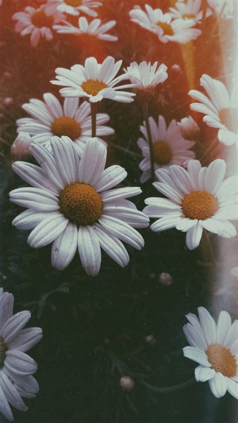 Download White Daisy Aesthetic Film Effect Wallpaper | Wallpapers.com