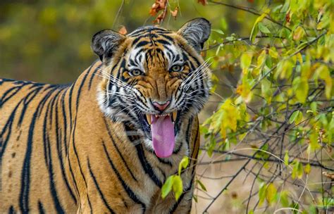 Royal Bengal Tiger - Facts, Habitat and Information in Nepal