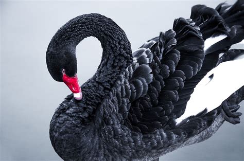 The Meaning of a Black Swan Event