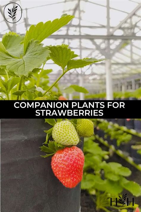 11+ companion plants for strawberries 🍓 🌿 Enhancing growth and repelling pests