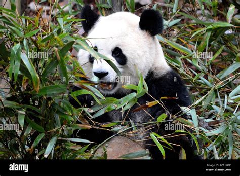 Panda Eating Bamboo Stock Photo - Alamy