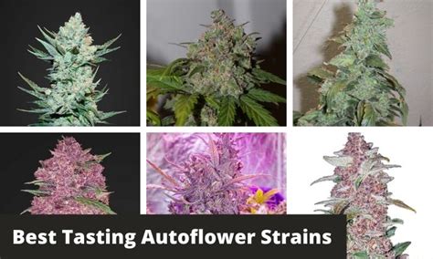 5 Best Tasting Autoflower Strains - GreenBudGuru