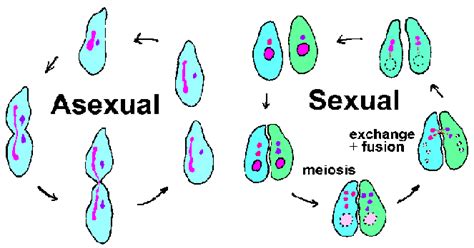 Methods of reproduction in living organisms (Asexual reproduction and Sexual reproduction ...