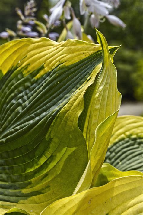 Grow a Lush Shade Garden With Hostas - This Old House