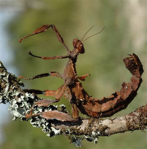 Stick insects: Egg-laying techniques reveal new evolutionary map