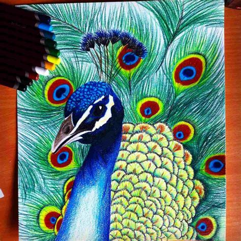 Peacock Drawing With Colour at PaintingValley.com | Explore collection of Peacock Drawing With ...