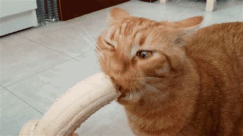 Cat Banana GIF - Find & Share on GIPHY