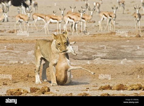 hunting lioness Stock Photo - Alamy