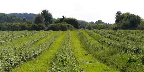 10 Sustainable Farming Methods and Practices | Greentumble