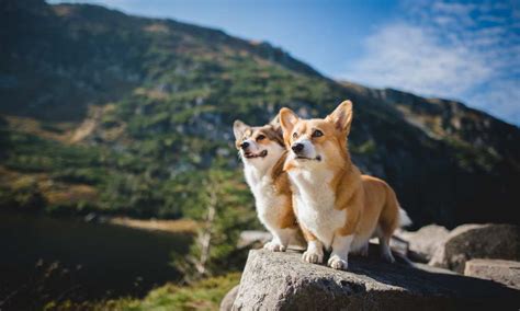 Can Corgis Go On Hikes? Are Corgis Good Hiking Dogs? – Corgi Care