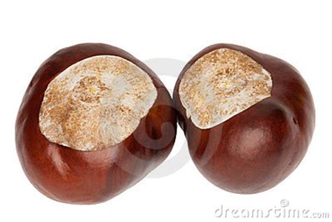 Conker clipart - Clipground