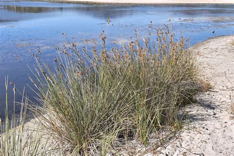 18 Best Pond Plants To Keep Your Ecosystem Healthy