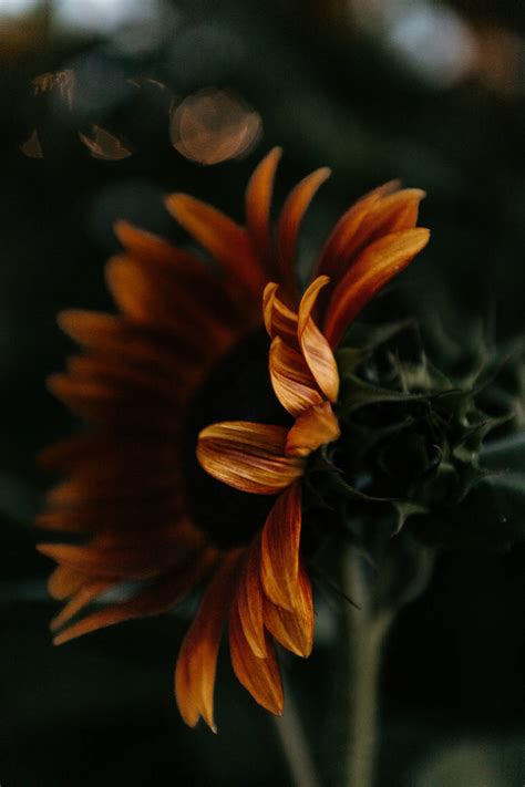 Download Cool Dark Sunflower Aesthetic Wallpaper | Wallpapers.com