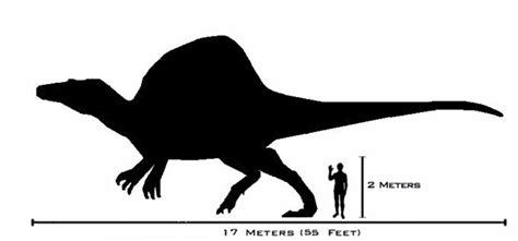 This picture shows a scale size comparison between a Spinosaurus and a human. The Spinosaurus ...