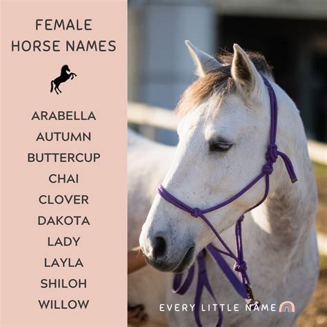 350+ Best Horse Names - Every Little Name