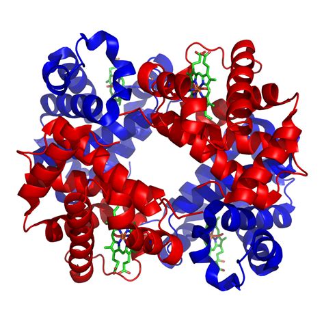 What Are Proteins? Primary, Secondary, Tertiary, and Quaternary Structure | Owlcation