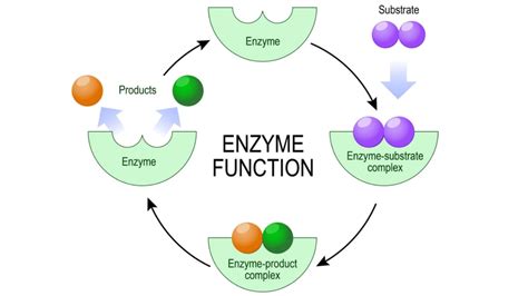 What Is Proteolytic Enzymes - Solution Parmacy