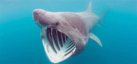 The Big Mouthed Basking Shark | Critter Science