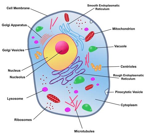 Cell Membrane Diagram Labeled Simple