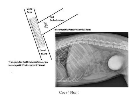 What Are The Symptoms Of Liver Shunt In Dogs