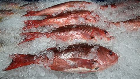 The Ins And Outs Of Buying The Best Red Snapper Fish