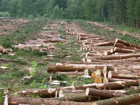 Deforestation Facts For Kids | Facts About Deforestation For Kids – Facts For Kids