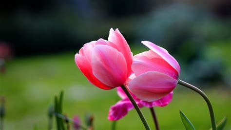 Tulip Flower Wallpaper - WallpaperSafari