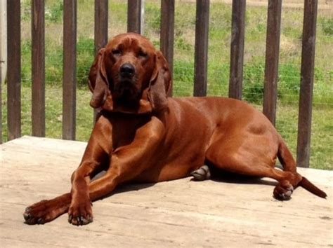 Redbone Coonhound Dog Breed Information, Images, Characteristics, Health