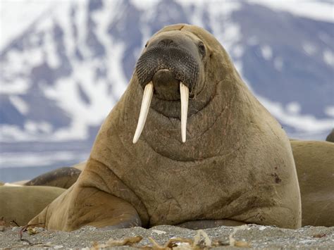 Walrus