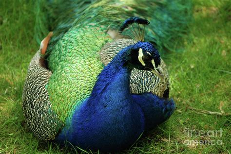 Great Peafowl with His Feathers Trailing Photograph by DejaVu Designs - Fine Art America