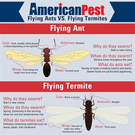 Flying Ants VS Termites