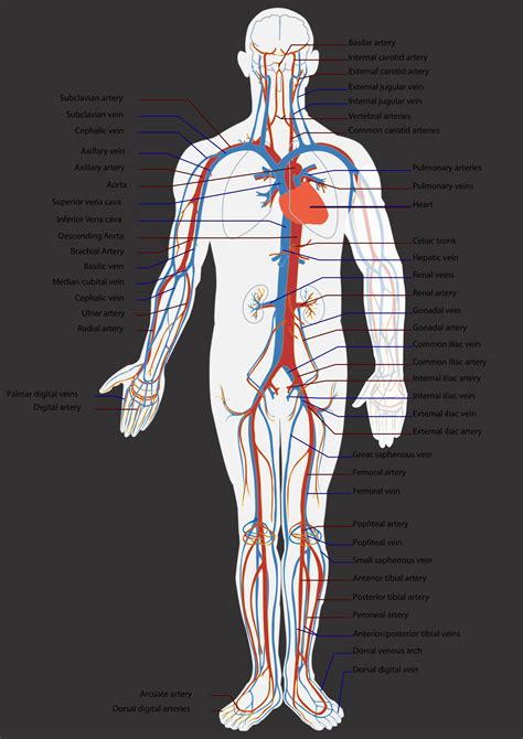 How Many Arteries Are In The Heart | Examples and Forms