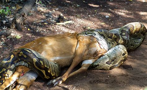 215 pound Burmese Python ... close by eating full size deer