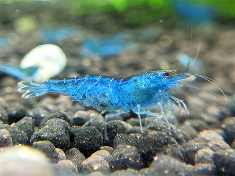 Aura Blue Tiger Shrimp | Caridina Shrimp | Shrimpy Business