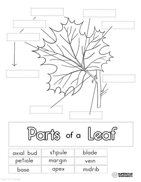 Parts of a Leaf Worksheet - Superstar Worksheets