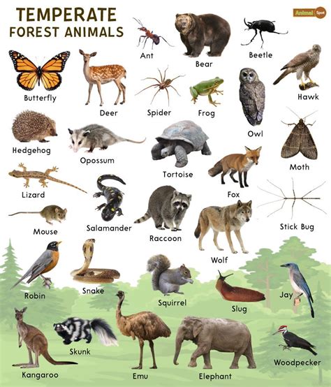 Temperate Deciduous Forest Biome Plants